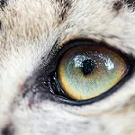 Lean Startup Adventure, day 6: Problem interview with CloudScreener