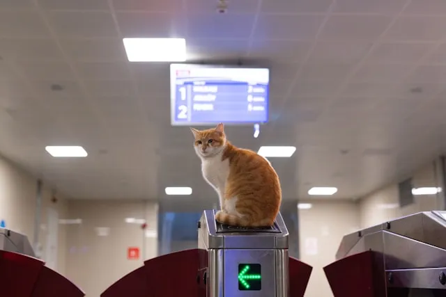 cat guard