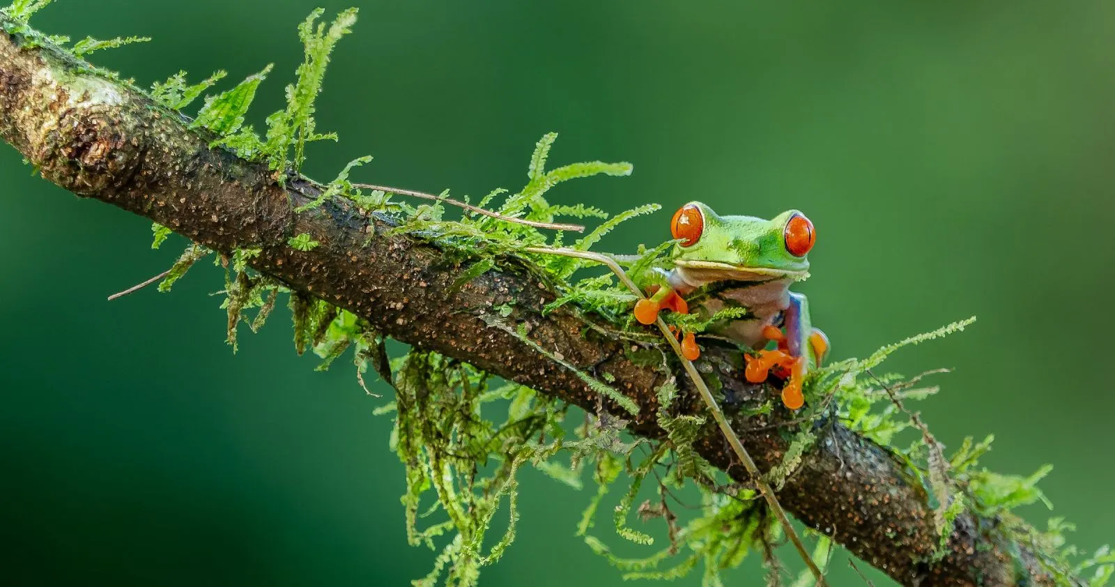 MCP Servers: Your Next User Is An AI Agent