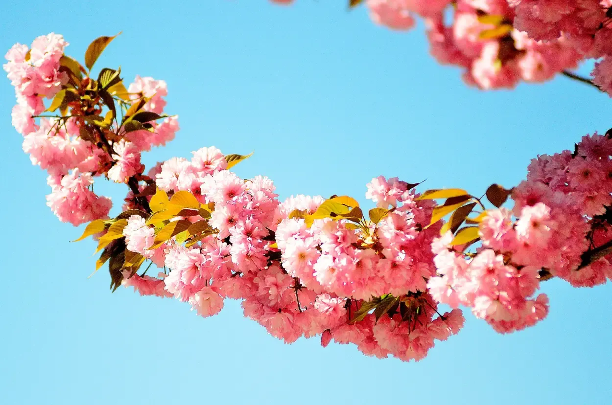 React Without useEffect