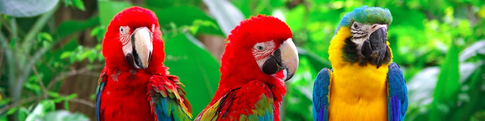 Mocking an API with Polly.js