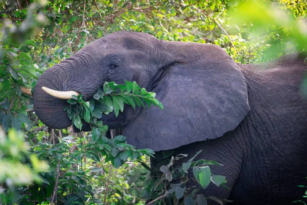 psql elephant shaking hands with an elephantine mongoDB leaf