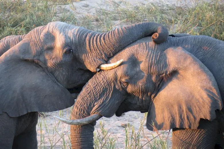 Two psql elephants walking together