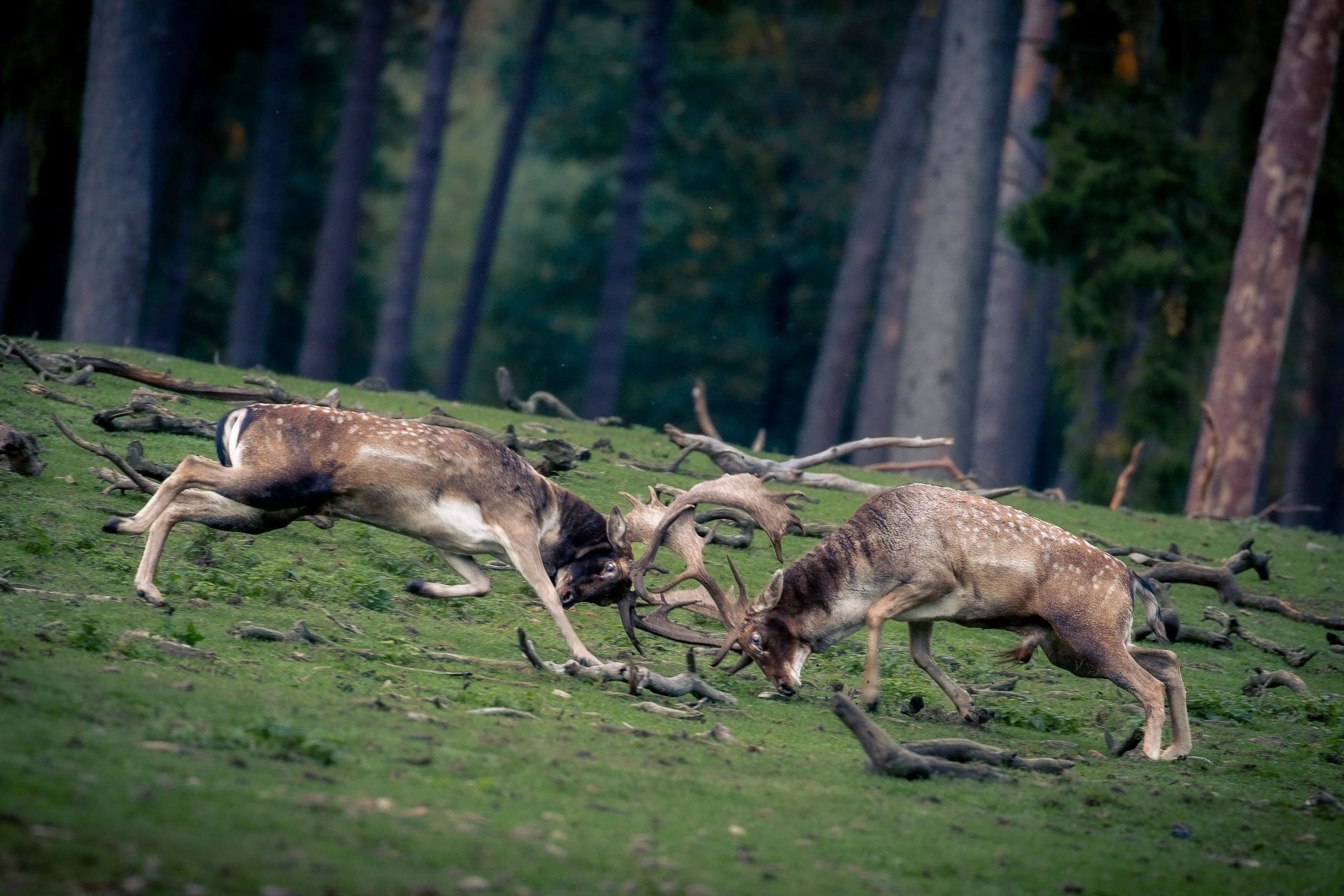 Photo picturing two fallow deer locking antlers on a grassy slope in a forest