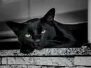 Arazzo: The Missing Piece for AI-Assisted API Consumption