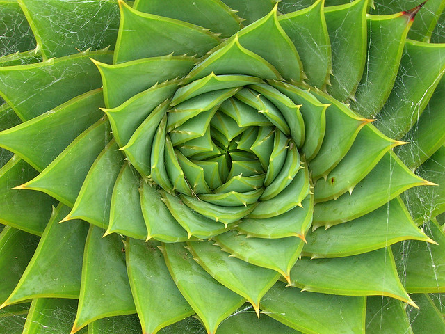 Aloe polyphylla Schönland ex Pillans, by brewbooks Aloe polyphylla Schönland ex Pillans, by brewbooks